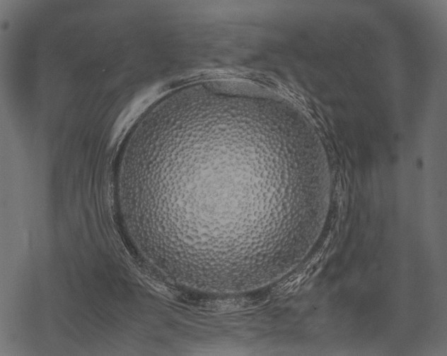 X0000077990103200611031430