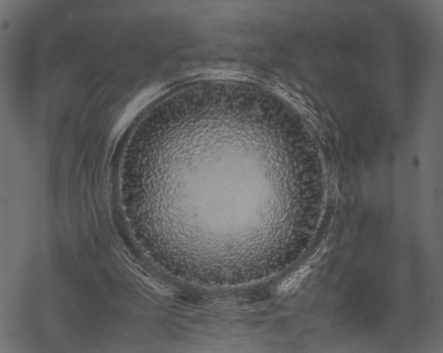 X0000077990199200611031429
