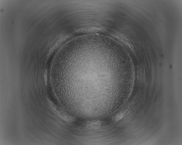 X0000077990206200611031429