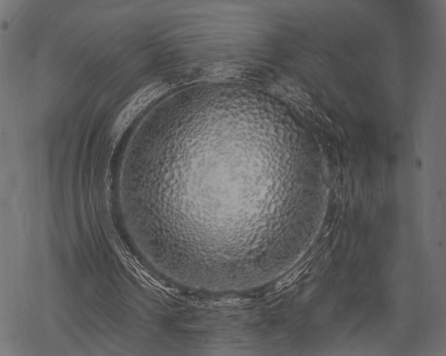X0000077990242200611031427