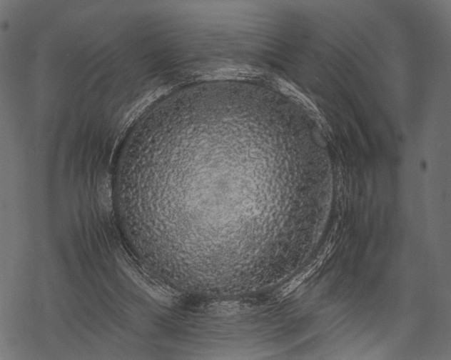 X0000077990298200611031427