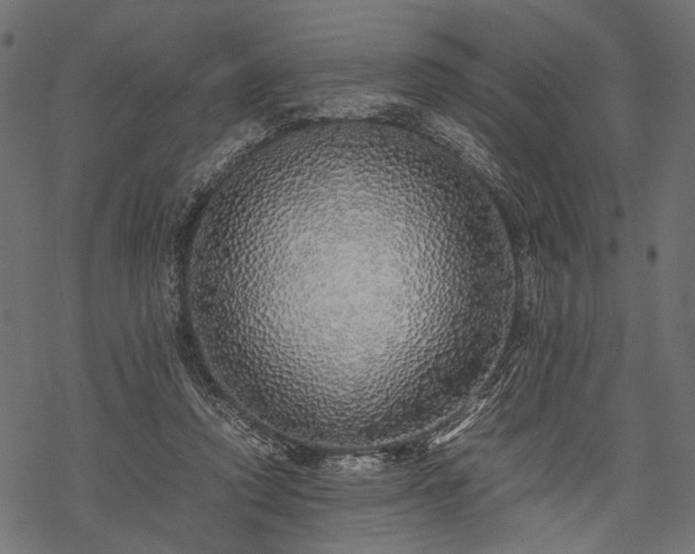 X0000077990354200611031426