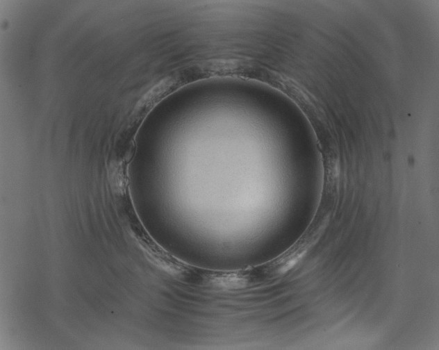 X0000077990383200611031426
