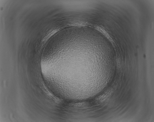 X0000077990433200611031424