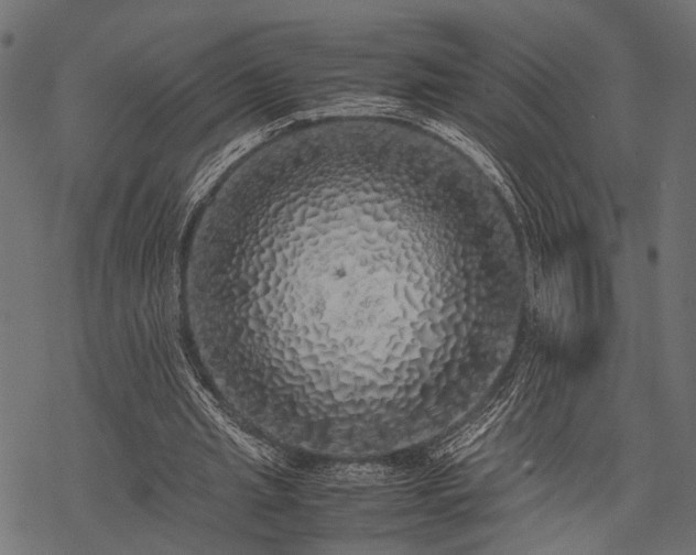 X0000077990437200611031424