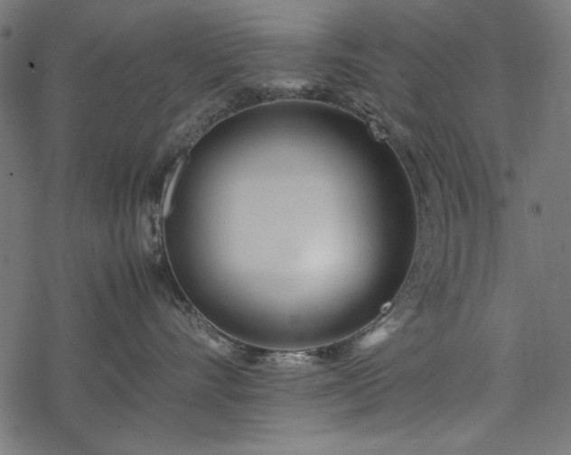 X0000077990528200611031423