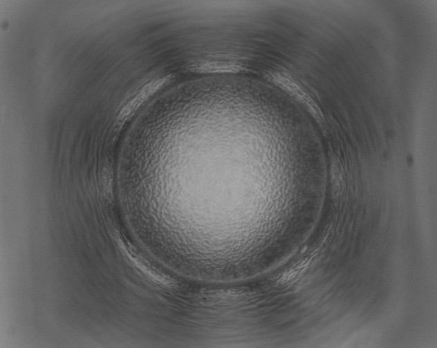 X0000077990533200611031423