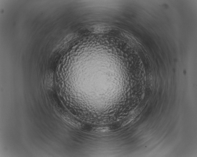 X0000077990554200611031423