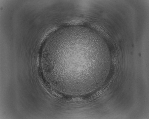 X0000077990591200611031422