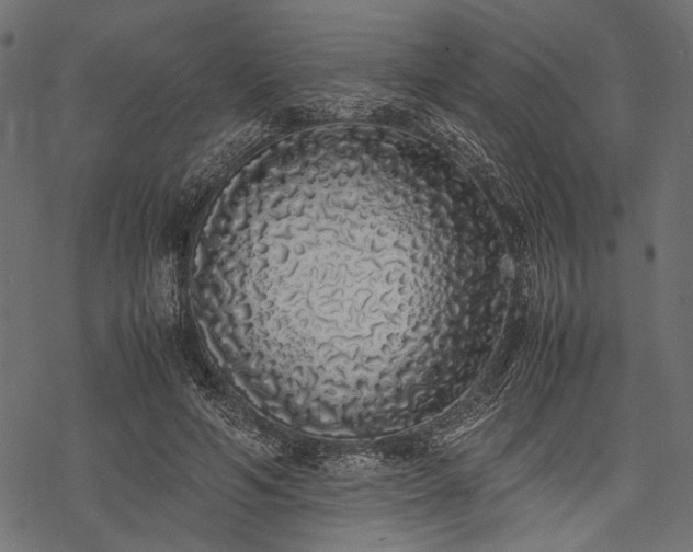 X0000077990594200611031422