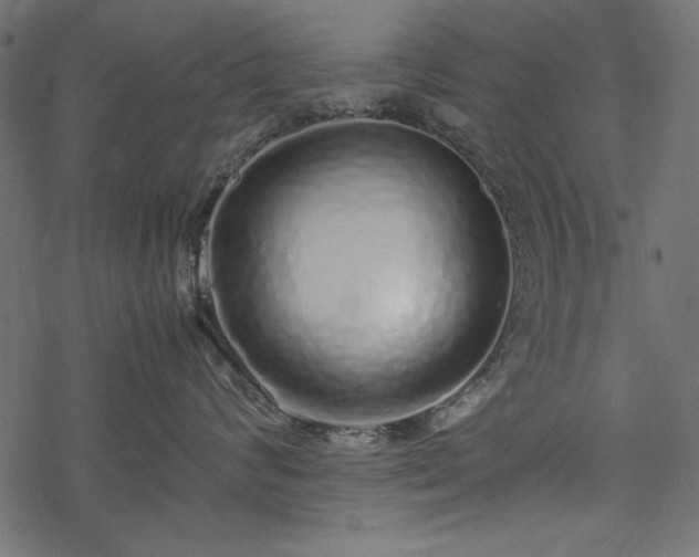 X0000077990624200611031422