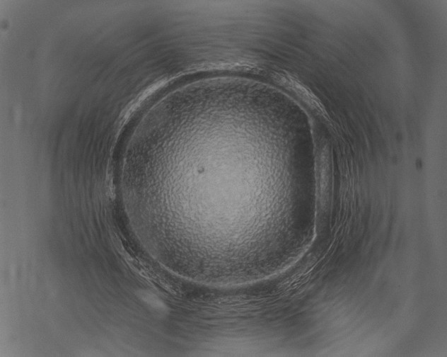 X0000077990628200611031421