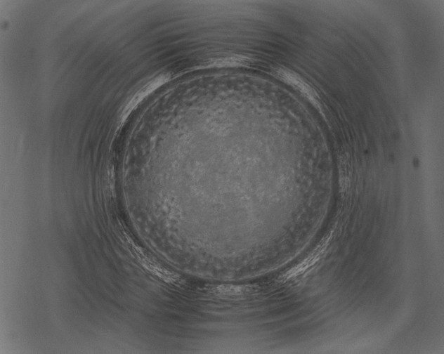 X0000077990827200611031418