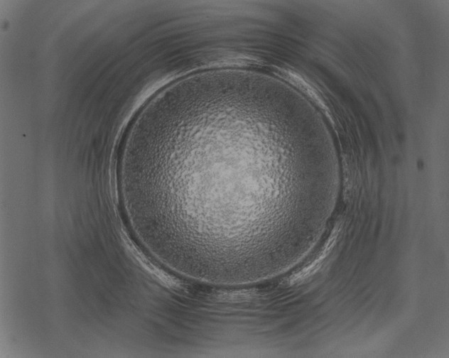 X0000077990843200611031418