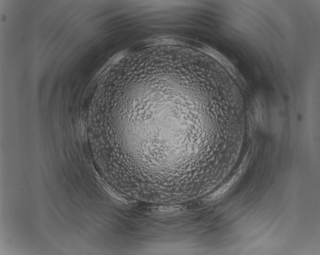 X0000077990857200611031419