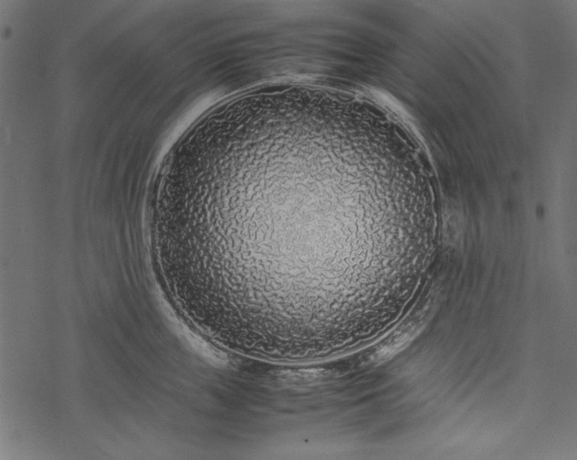 X0000077990859200611031419