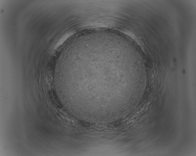 X0000077990871200611031418