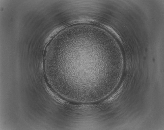 X0000077990938200611031417