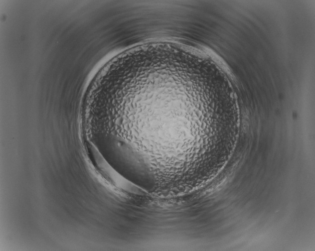 X0000077990955200611031417
