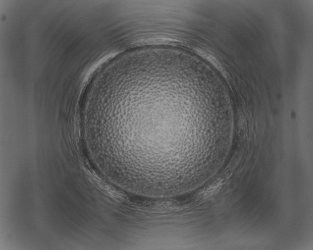 X0000077990979200611031416