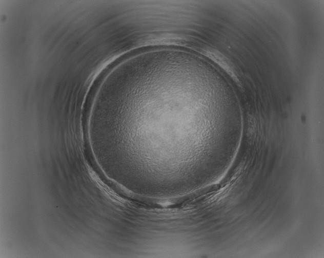 X0000077990980200611031416
