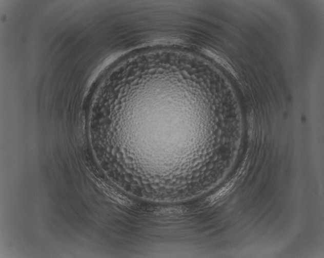 X0000077991021200611031415
