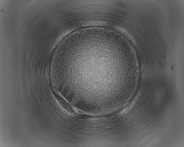 X0000077991033200611031415