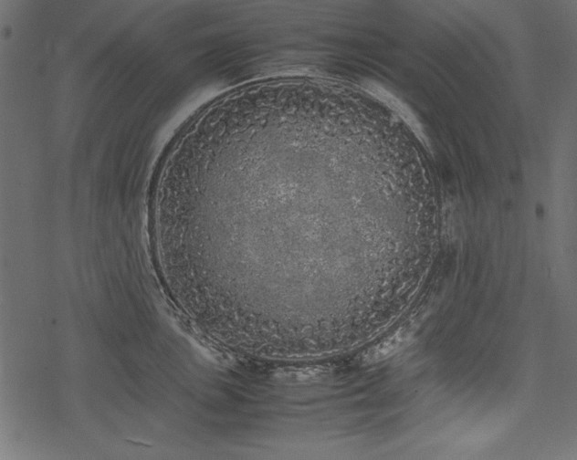 X0000077991051200611031415