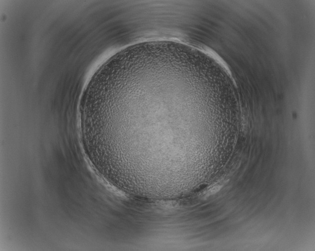 X0000077991096200611031414
