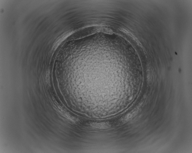 X0000077991121200611031413