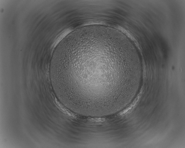 X0000077991137200611031414