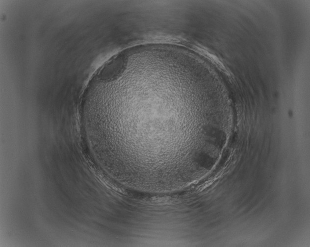 X0000077991264200611031411