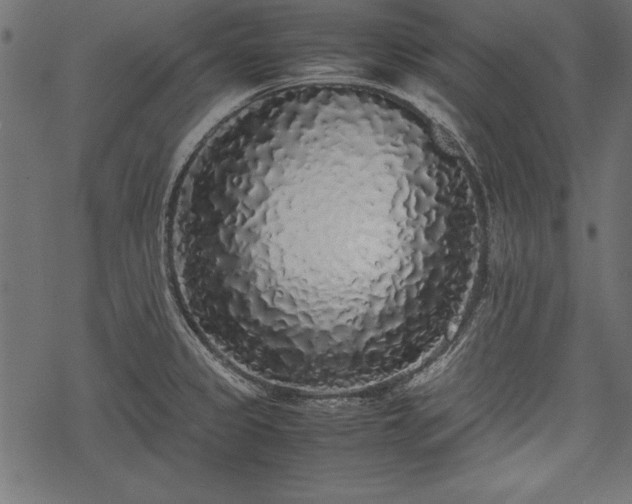 X0000077991333200611031411