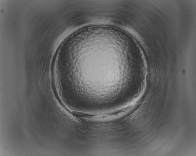 X0000077991335200611031411