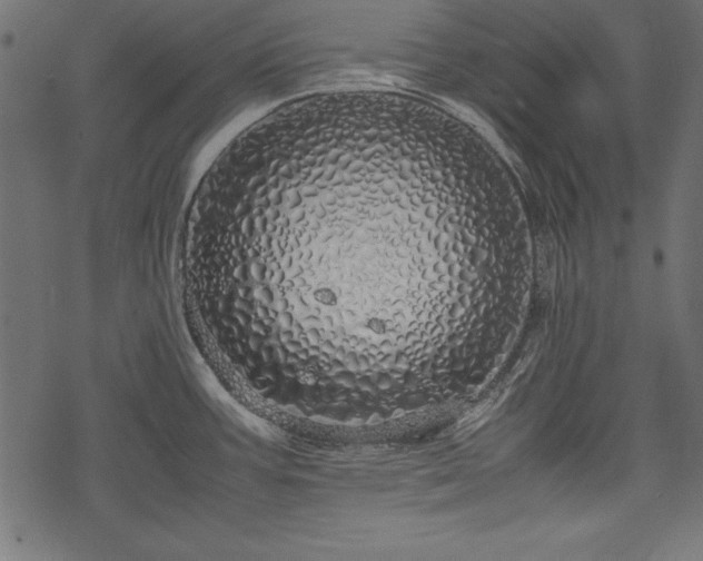 X0000077991387200611031409