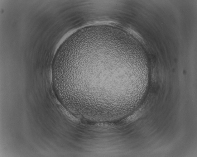 X0000077991420200611031409