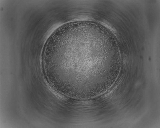 X0000077991423200611031409
