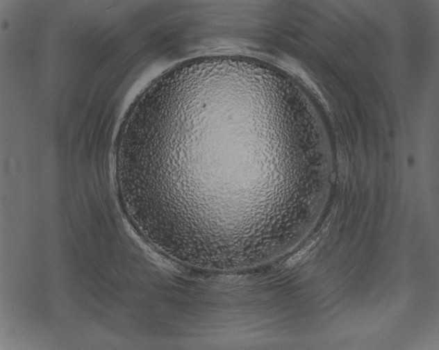 X0000077991424200611031409