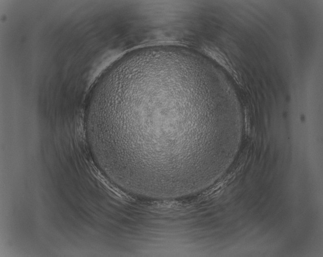 X0000077991452200611031408