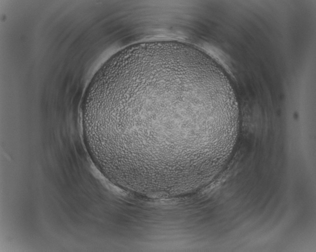 X0000077991476200611031408