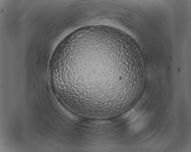 X0000077991517200611031407
