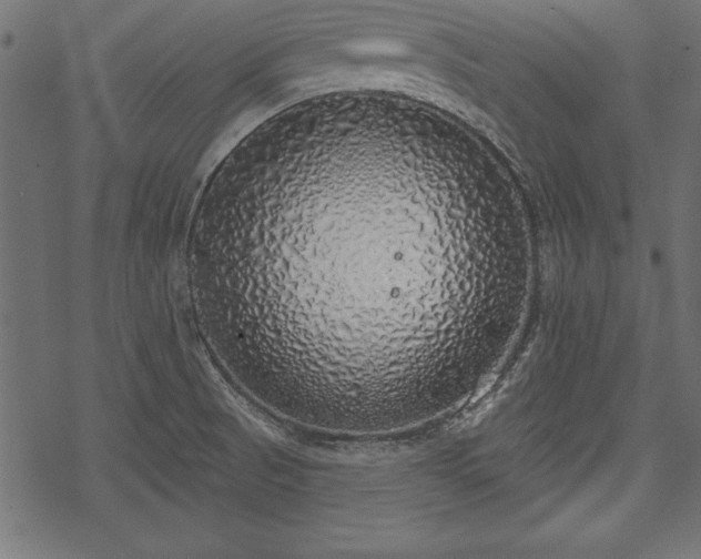 X0000077991521200611031407