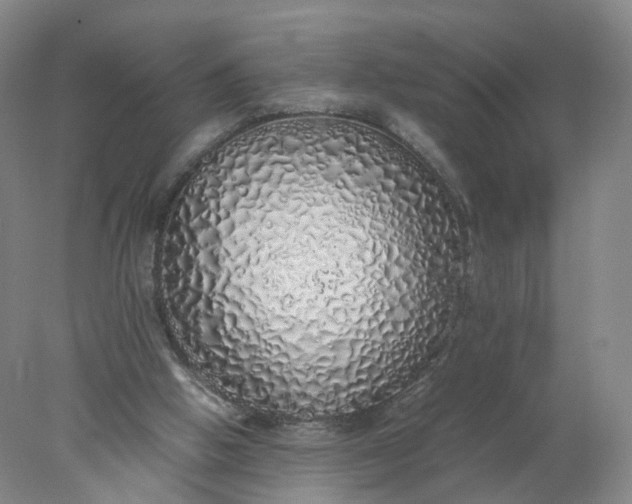 X0000077990058200611101739