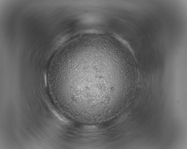 X0000077990061200611101739