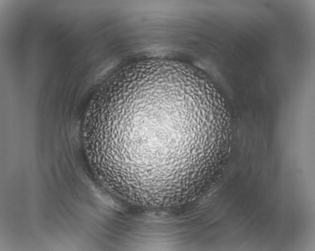 X0000077990066200611101739