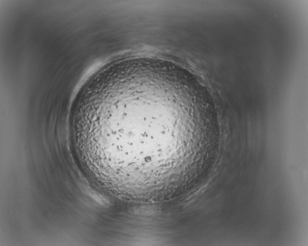 X0000077990102200611101738