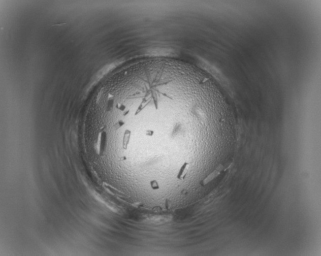 X0000077990155200611101737