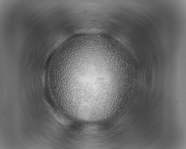 X0000077990206200611101737