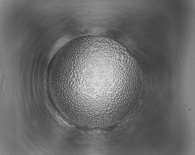 X0000077990242200611101735