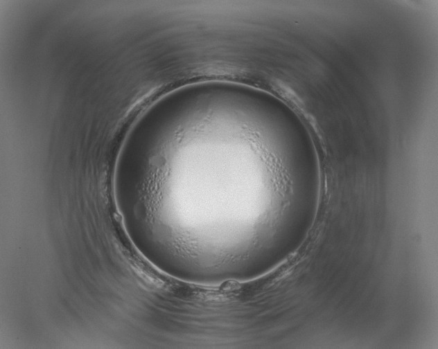 X0000077990249200611101735